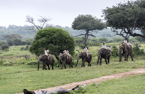 大象象摄影照片_南非的象背野生动物园