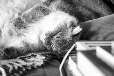 沙发猫摄影照片_家猫躺在书旁边的沙发上