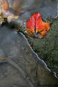 小溪附近的鲜红叶