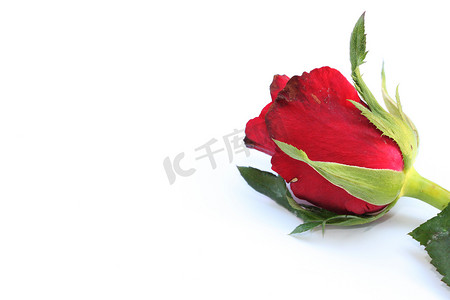情人节玫瑰背景摄影照片_单情人节玫瑰背景与文本的可用空间