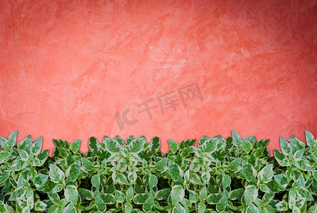 手工创意红墙背景上的绿色植物