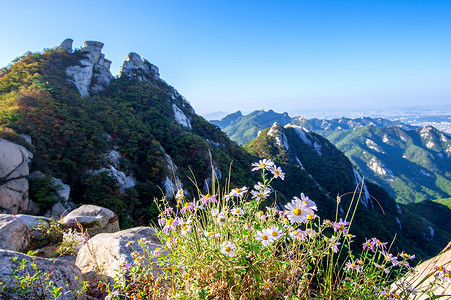 广袤摄影照片_韩国北汉山上的花。