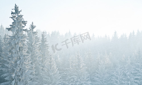 冬时的森林