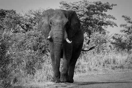 在南非克鲁格国家公园，大象黑白相间地走向镜头。