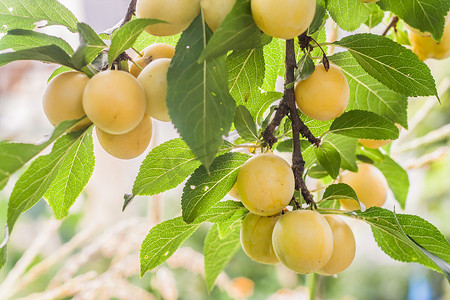 阳光明媚的夏日，树枝上挂着许多黄色樱桃李