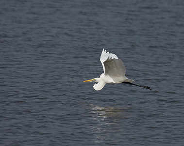 翅膀大翅膀摄影照片_大白鹭低空飞过冈比亚河