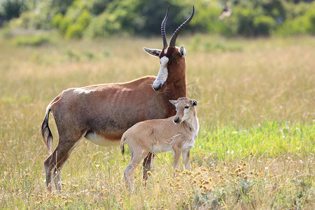 Blesbok 羚羊和小牛