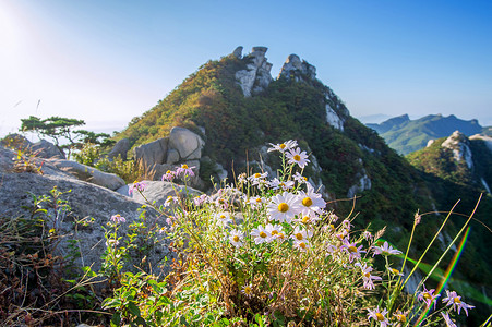 广袤的森林摄影照片_韩国北汉山上的花。