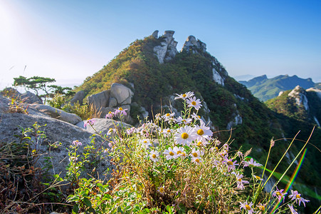 韩国北汉山上的花。