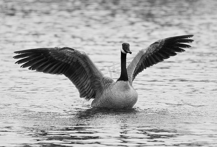 加拿大鹅在湖中张开翅膀的美丽黑白照片