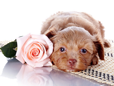 小狗在地毯上有一朵玫瑰。