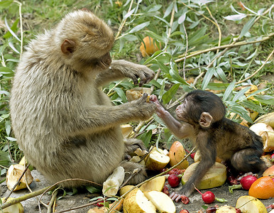 猴妈妈摄影照片_猴妈妈给宝宝喂食
