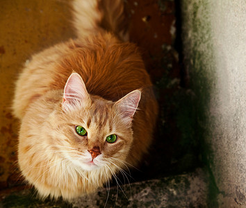 绿眼睛的流浪猫盯着人们。