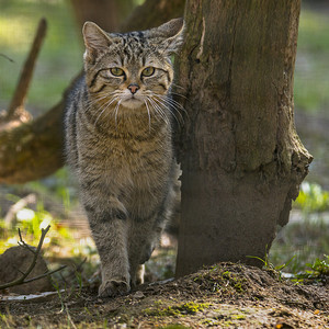 绿季叶林中的野猫