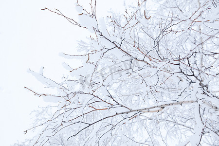 冬季树枝在白霜中的背景雪和白色的天空