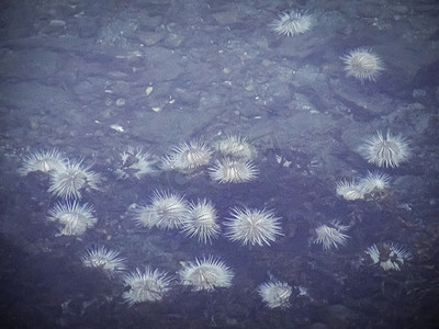 挪威深冷水湖峡湾中的白海胆。