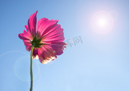 在蓝天的桃红色波斯菊-镜头光晕和阳光。