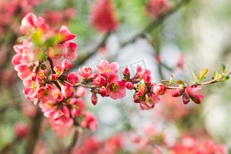 春天花开了摄影照片_这棵树在早春开了红花