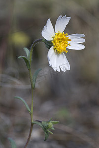 tips摄影照片_White Tidy-tips - Layia glandulosa - 野花