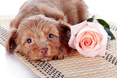 小玫瑰摄影照片_小狗在地毯上有一朵玫瑰。