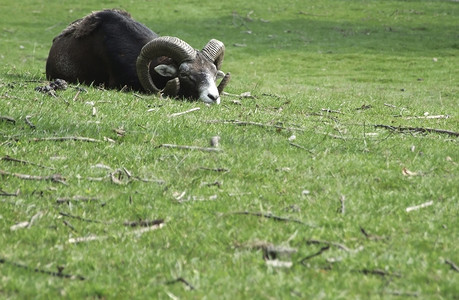 草地上的欧洲盘羊