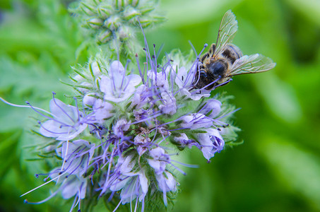 辽宁丹顶鹤视频摄影照片_phacelia 花 tanacetifolia 和卑微的蜜蜂的特写镜头收集花蜜