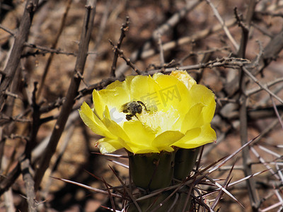 蜜蜂刺摄影照片_蜜蜂为仙人掌花授粉