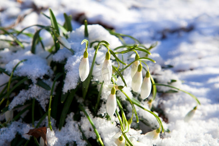 雪地上的雪莲花