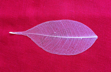 红色背景上的镂空叶榕 (Ficus benjamina)。
