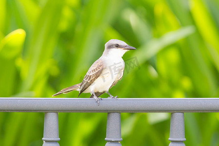 灰王鸟 (Tyrannus dominicensis)