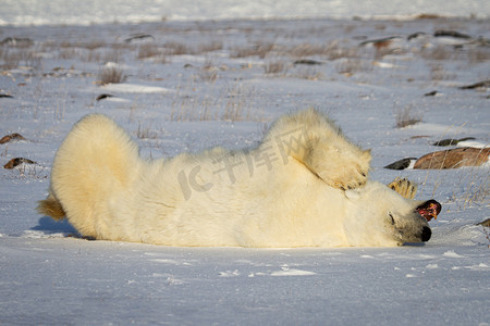 雪地打滚摄影照片_北极熊打哈欠或咆哮时双腿悬空在雪地里打滚
