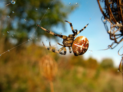 雨后蜘蛛网上的蜘蛛