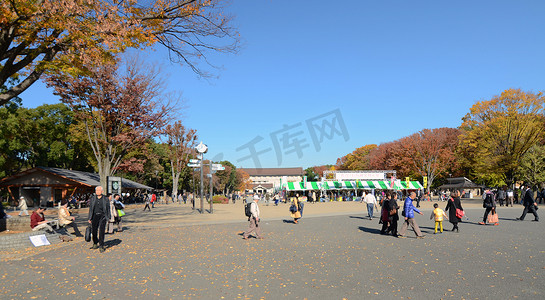 东京 — 11 月 22 日：游客在上野公园欣赏樱花