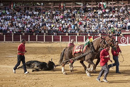 中的战斗机摄影照片_拖骡是在斗牛中死于西班牙哈恩省乌韦达斗牛场屠宰场的公牛