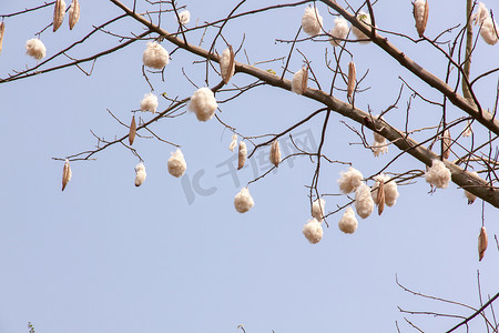 豆荚摄影照片_新鲜的木棉豆荚