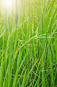 绿色农场摄影照片_关闭绿色水稻。