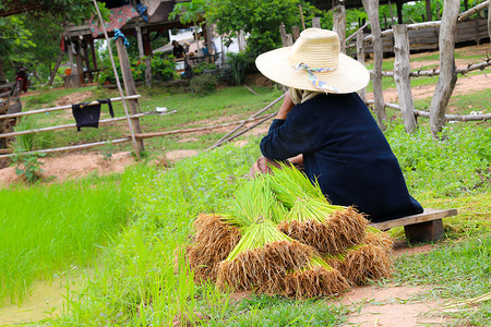 农民在水稻农田上种水稻。