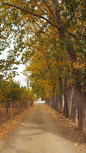 黄杨树摄影照片_秋天杨树和黄杨树之间的人行道，