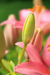 亚洲百合的幼芽