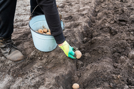 马铃薯种植摄影照片_在地里种植马铃薯块茎。