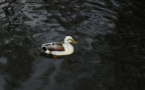 鸭子游泳摄影照片_游泳鸭