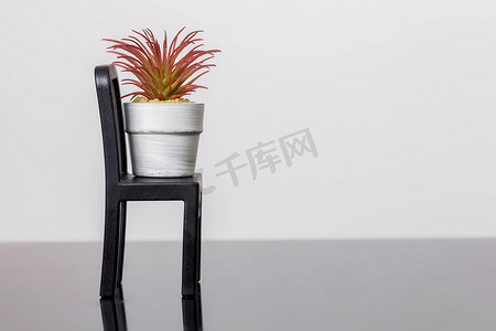 盆栽椅子摄影照片_椅子上的多肉植物站在白色背景的黑色玻璃表面上