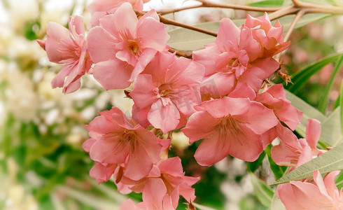 美丽盛开的粉红色夹竹桃布什在阳光下..