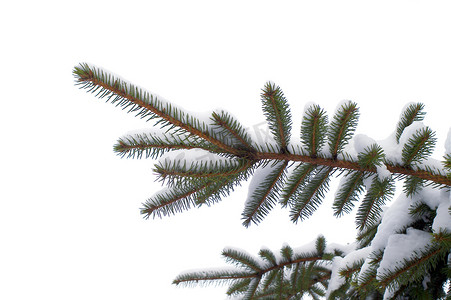 圣诞树树枝摄影照片_雪云杉树枝在冬天。