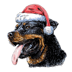 手绘宠物狗摄影照片_戴着圣诞老人帽子的罗威纳犬