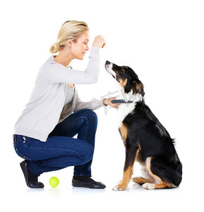 狗、女人和网球奖励在演播室进行训练、学习和专注于白色背景。