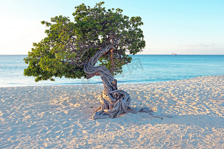 加勒比海阿鲁巴岛上的 Divi divi 树