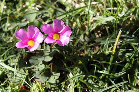 生长在草坪的桃红色酢浆草 (Oxalis corymbosa)