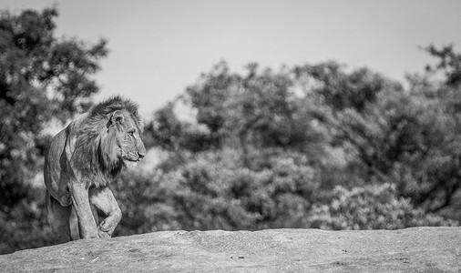 克鲁格国家公园黑白岩石上的狮子