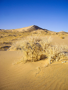 风滚草摄影照片_莫哈韦沙漠的沙丘